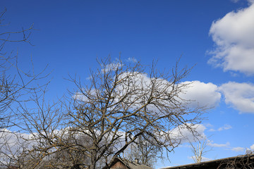 Fototapeta premium Apple tree without leaves in early spring against a blue sky
