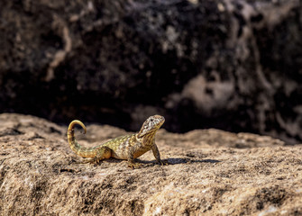 Lizard at the rock in Varadero, Matanzas Province, Cuba