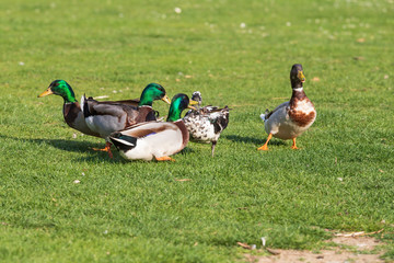 A group of wild ducks is in a meadow in spring and mating.