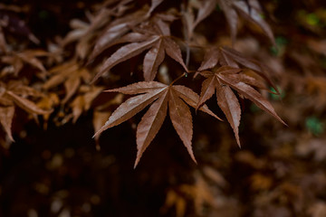 Detailed view of red maple leaves. (Acer palmatum)