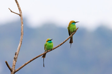 Photos of bee eater -  Meropidae 