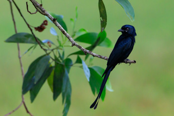 Black drongo.black drongo is a small Asian passerine bird of the drongo family Dicruridae.