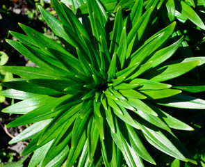 Fototapeta premium lily in the form of stars