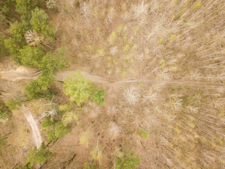A dirt path in the coniferous forest in early spring. Aerial drone view.