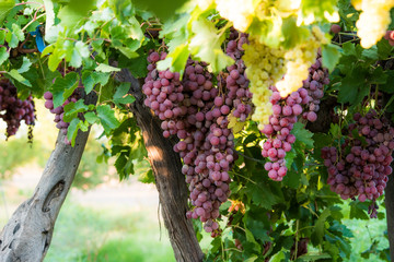 grapes