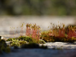 Detail of fire moss Ceratodon purpureus with sporophytes in the morning