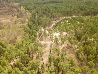 Fototapeta na wymiar Pine trees in the coniferous forest in early spring. Aerial drone view.