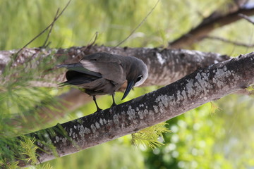 bird on a branch