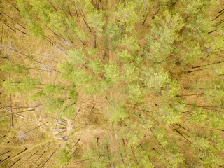 Pine trees in the coniferous forest in early spring. Aerial drone view.