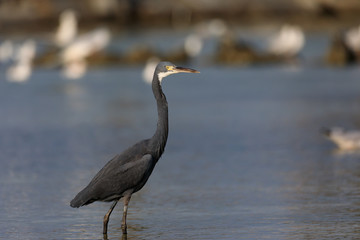 Western Reef Egret at Beach, Pictures