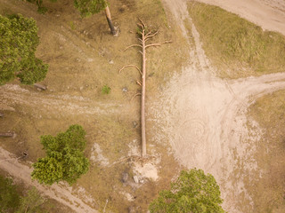 Fallen pine tree near a dirt road in the forest. Aerial drone view.