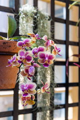 Hanging Orchid