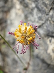 bee on flower