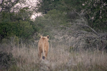 Safari South Africa