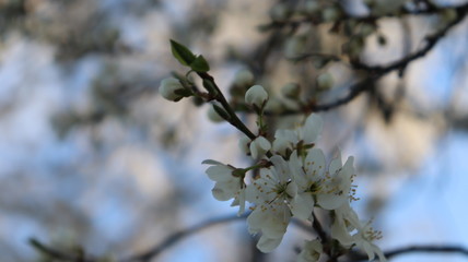 blooming cherry tree in forest