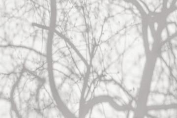 Gray shadows tree branches on a white wall.