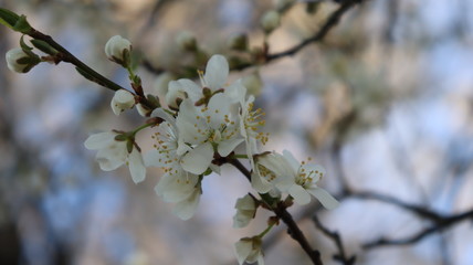 blooming cherry tree in forest