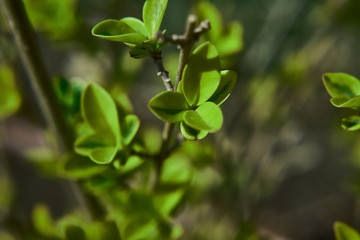 Fototapeta na wymiar Green Berberis thunbergii in macro