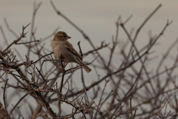 Beautiful Sparrow Images / Bahrain