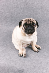 Obraz premium Pug dog with sad big eyes sits on a gray background and looks at the camera