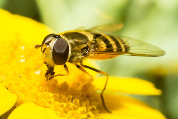 bee on a yellow flower