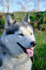 Muzzle gray colored dog Siberian husky breed with its tongue hanging out.