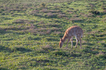 Safari South Africa