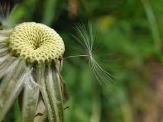 dandelion seed head
