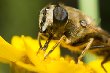 bee on a yellow flower