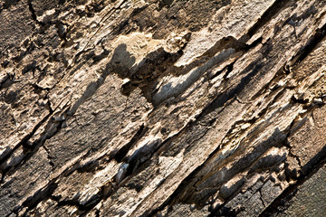 The surface of an old rotten trunk