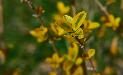 Yellow Berberis thunbergii in macro