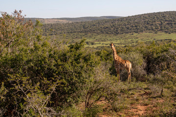 Safari South Africa