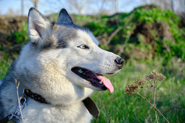 Muzzle gray colored dog Siberian husky breed with its tongue hanging out.