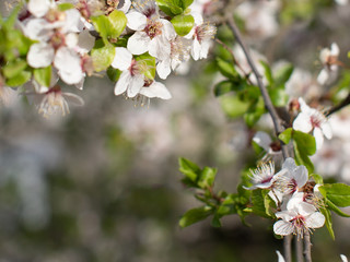 White flowers of cherry with copy space.