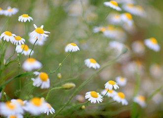 Macro photo of cammomile flowers, blured background