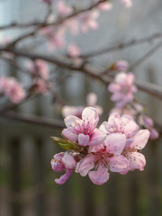 Pink flowers bloom in early spring.