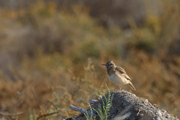 Crested lark in Bahrain / photos