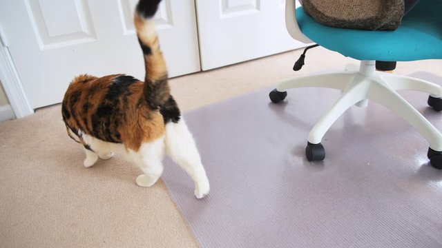 Woman petting calico indoor cat with tail in home house room sitting on chair with carpet floor by closet and plastic mat