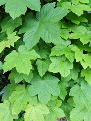 green leaves background
