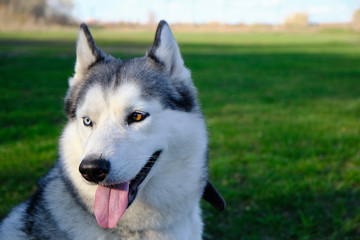Obraz premium Muzzle gray colored dog Siberian husky breed with its tongue hanging out.