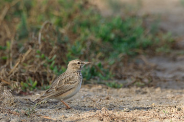 Crested lark in Bahrain / photos