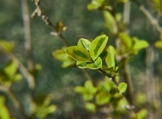 Green Berberis thunbergii in macro