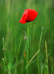 Field of poppies in spring