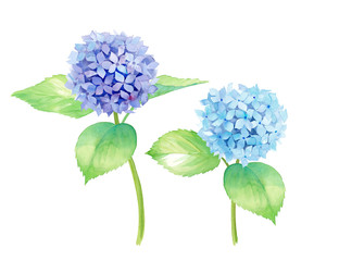 並ぶカラフルなアジサイの水彩イラスト Wall Mural Wallpaper Murals Keikotakamatsu