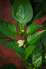 Pepper Bloom