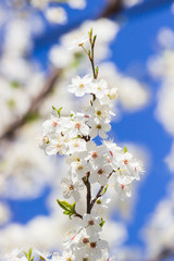 white spring flowers on a tree branch over blue sunny bokeh background close-up