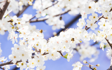 white spring flowers on a tree branch over blue sunny bokeh background close-up