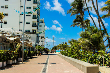 palm trees on the street