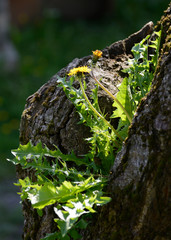 dandelion young