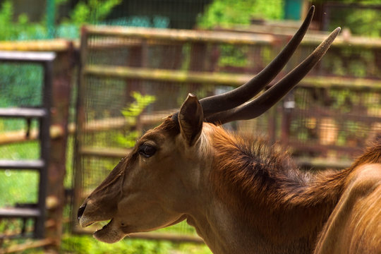 zwierzęta portret antylopa elant